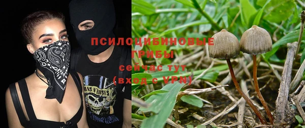 шишки Арсеньев